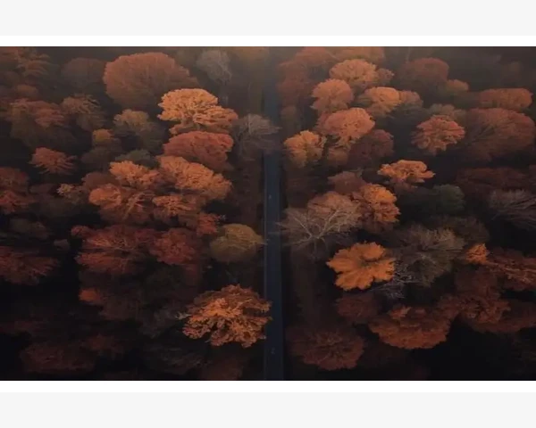 鸭血能够清肺？中医科普揭秘肺功能的鸭血以及相关护肺方法